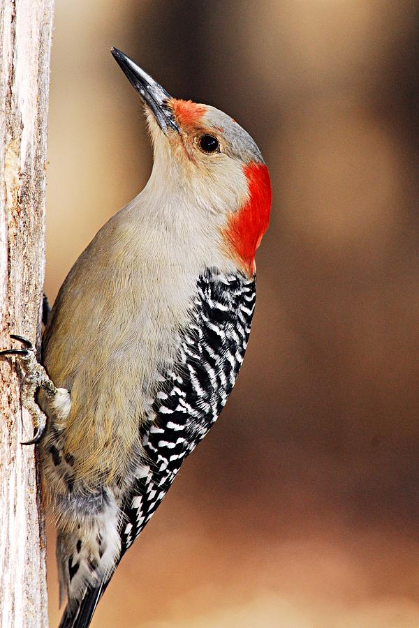 Female Red-Bellied Woodpecker 4 Photograph by Larry Ricker