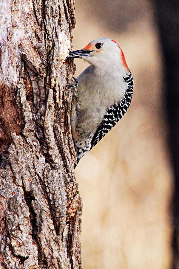 Female Red-Bellied Woodpecker 6 Photograph by Larry Ricker
