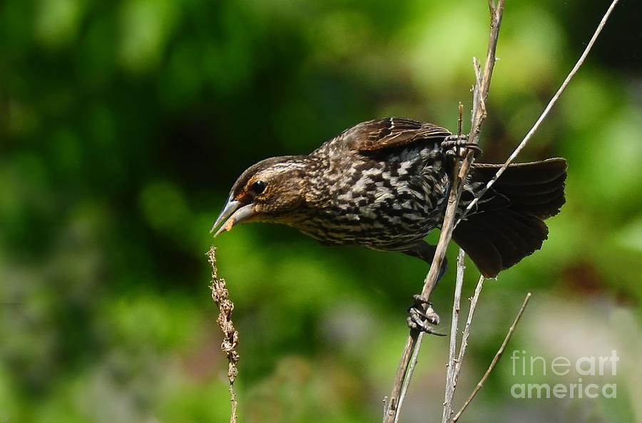 Female Red Wing Blackbird Photograph by Elaine Manley