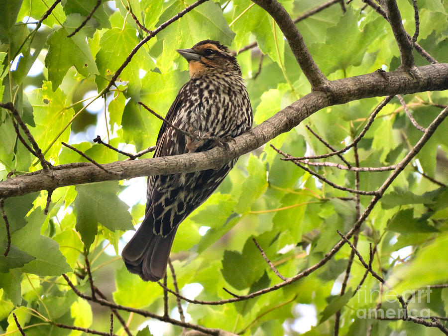 Female Red Winged Blackbird Photograph By Art Dingo Pixels   Female Red Winged Blackbird Michelle Milano 