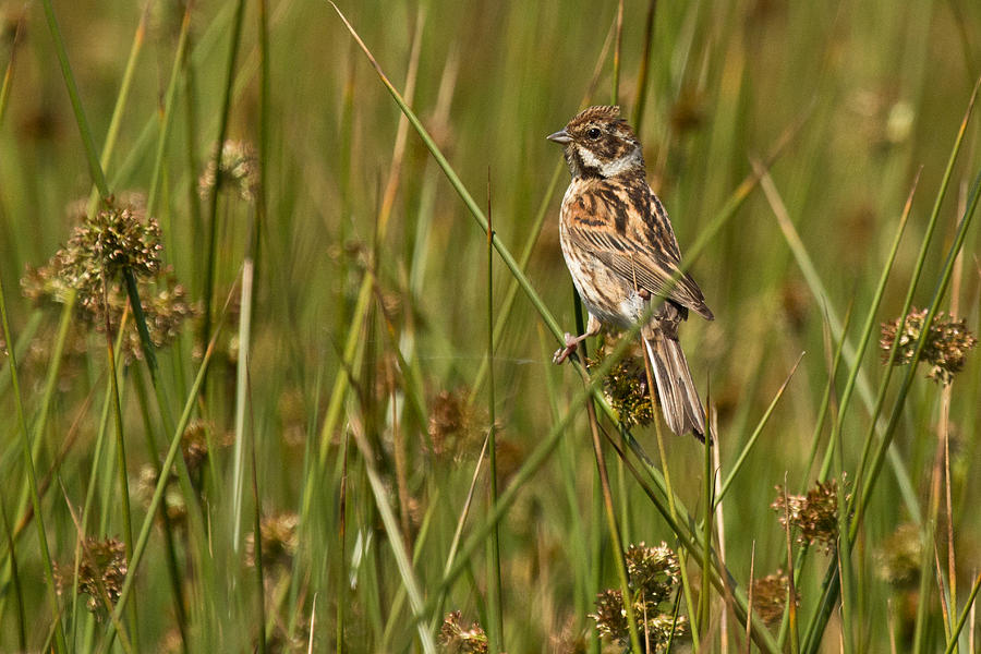 Female Reed Bunting Photograph by Celine Pollard