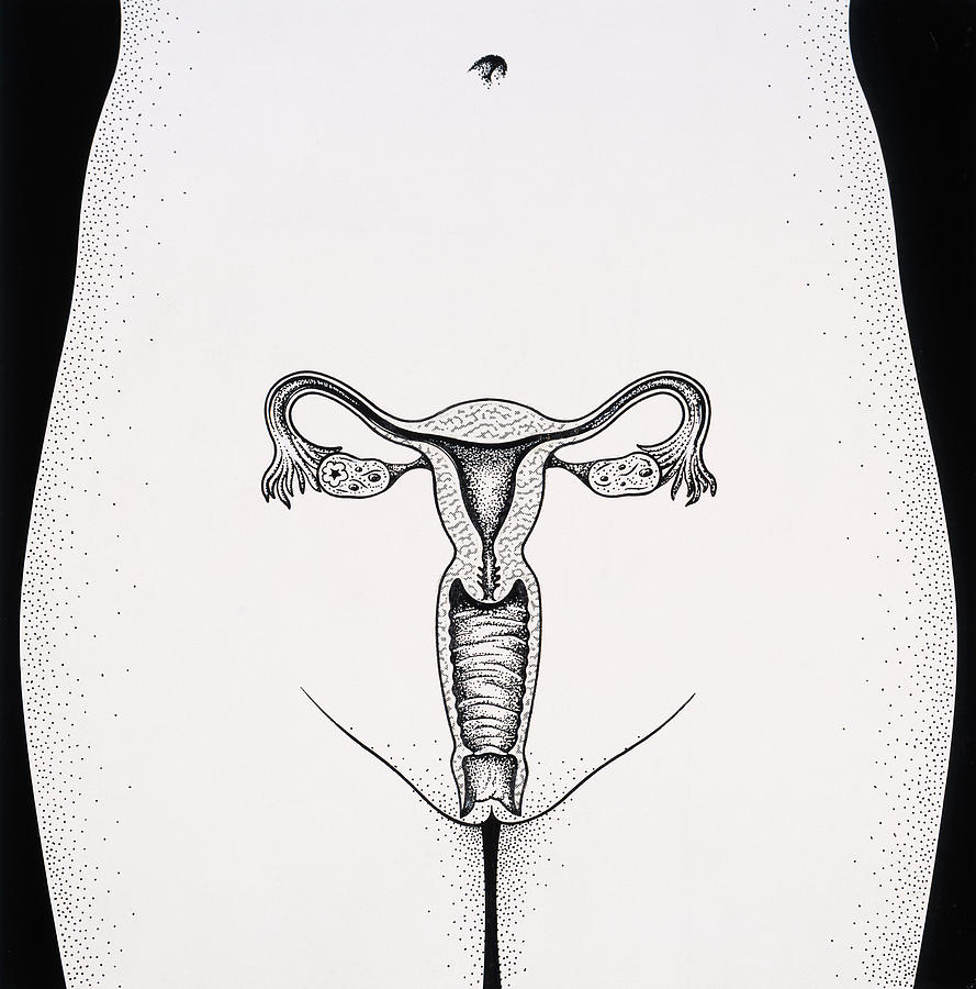 Female Reproductive Organs Photograph By John Bavosi Fine Art America 6638