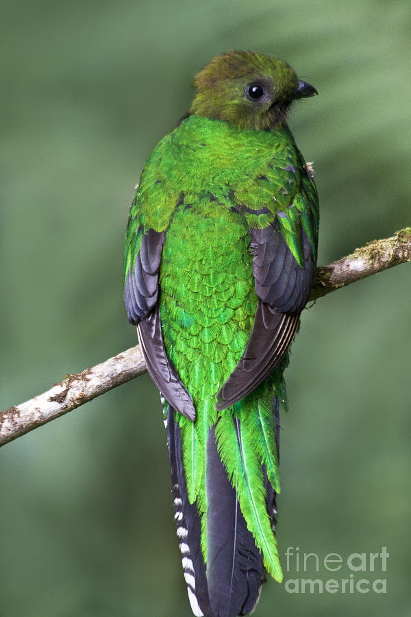 Female Resplendent Quetzal - dp Photograph by Heiko Koehrer-Wagner