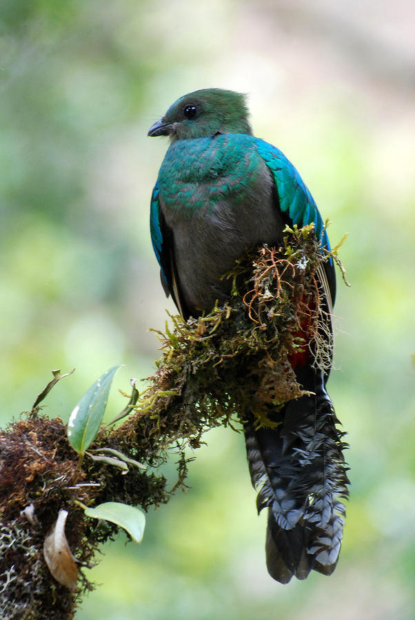 Female Resplendent Quetzal Photograph by Perry Van Munster