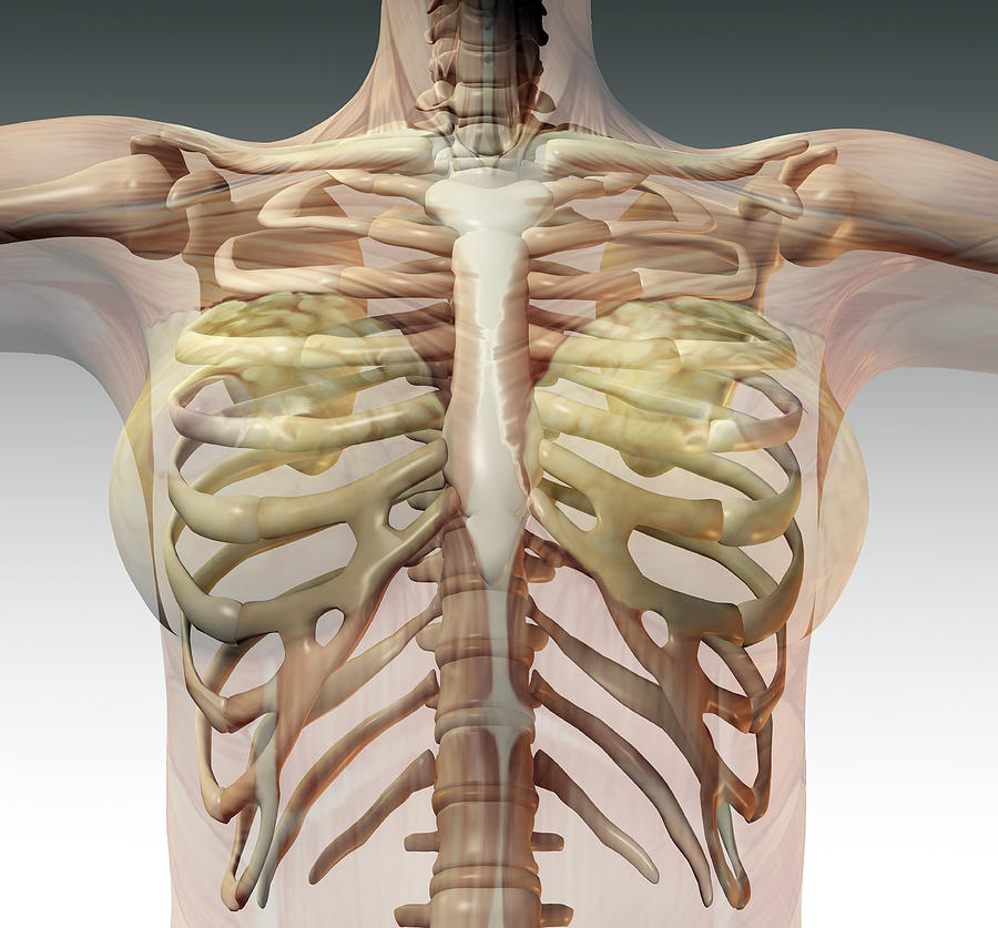 Female Ribcage Photograph by Friedrich Saurer