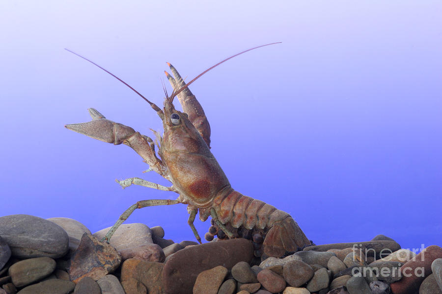 Animal Photograph - Female Rusty Crayfish by Ted Kinsman