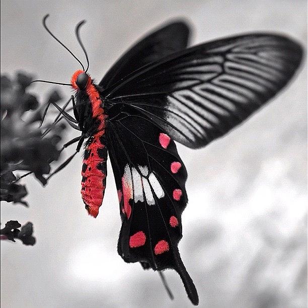 Butterfly Photograph - Female scarlet mormon by Manuel M Almeida