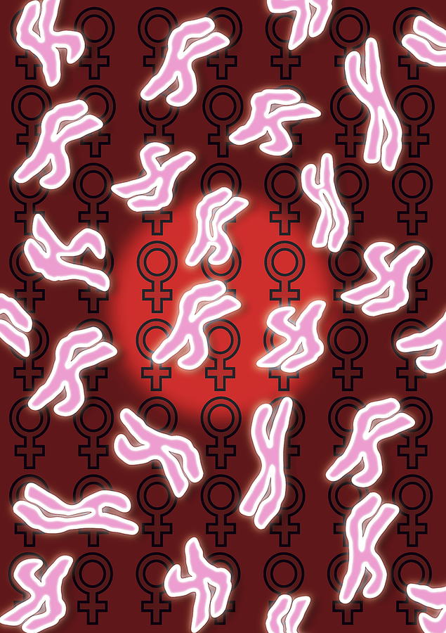 Female Sex Chromosomes Photograph By David Nicholls Fine Art America 0084