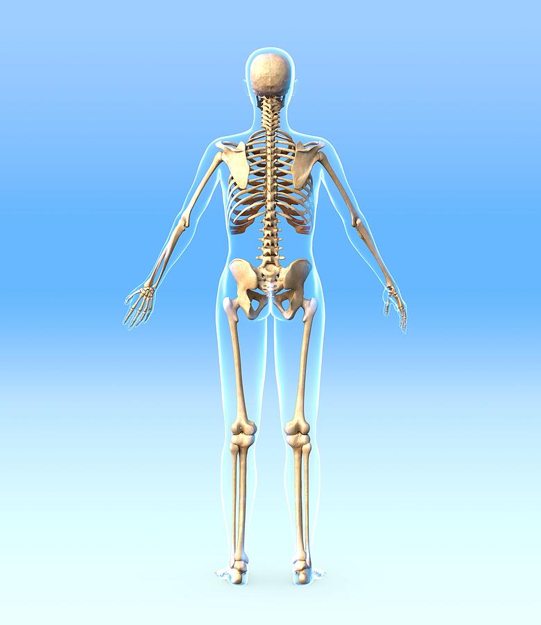 Skeleton Photograph - Female Skeleton, Artwork by Roger Harris