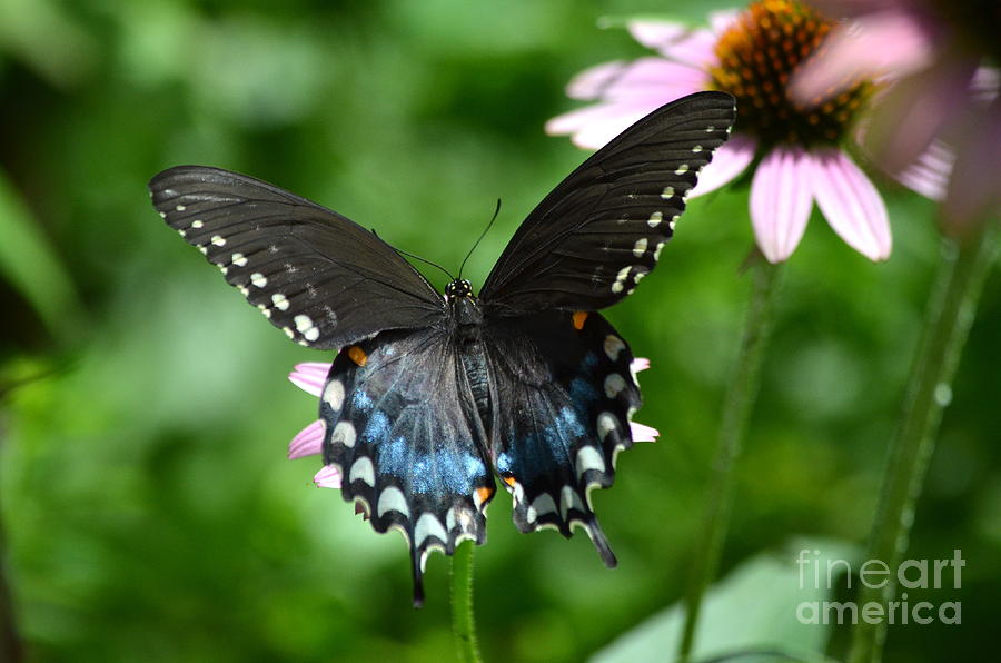 Butterfly Photograph - Female Spicebush Swallowtail by Kathy Gibbons