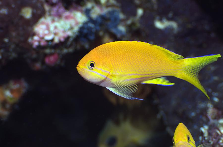 Female Square-spot Fairy Basslet Photograph by Georgette Douwma - Fine ...