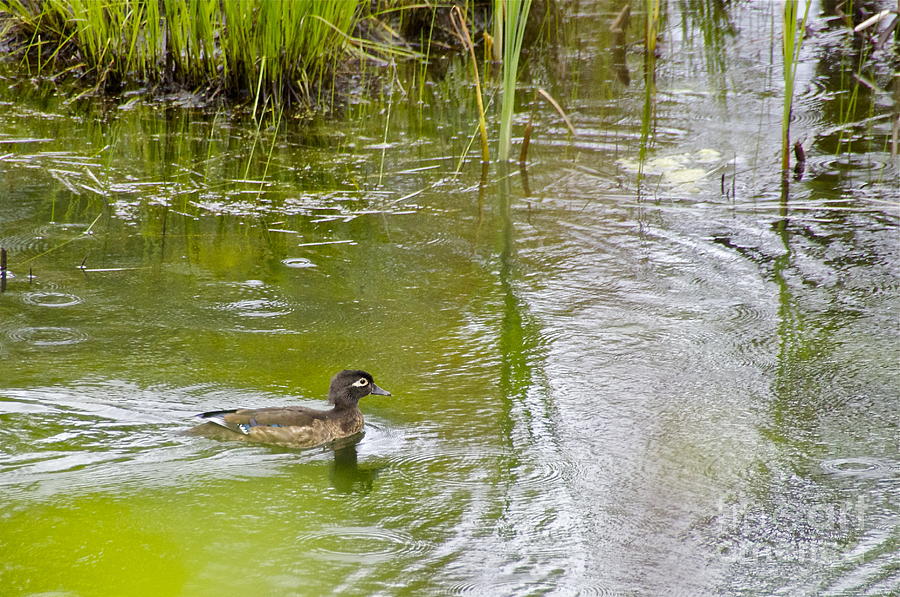 Female Wood Duck Photograph by Sean Griffin
