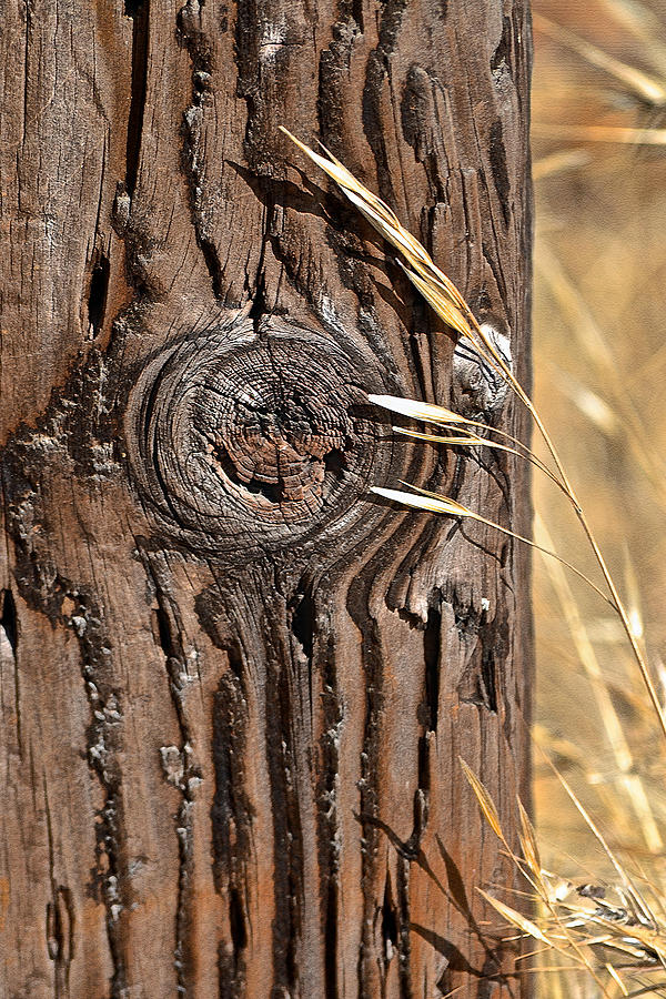Fence Knot Photograph by Bill Owen