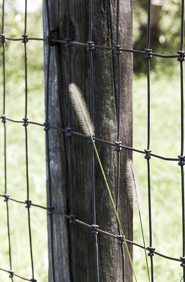 Fence Line Photograph by Judy Hall-Folde