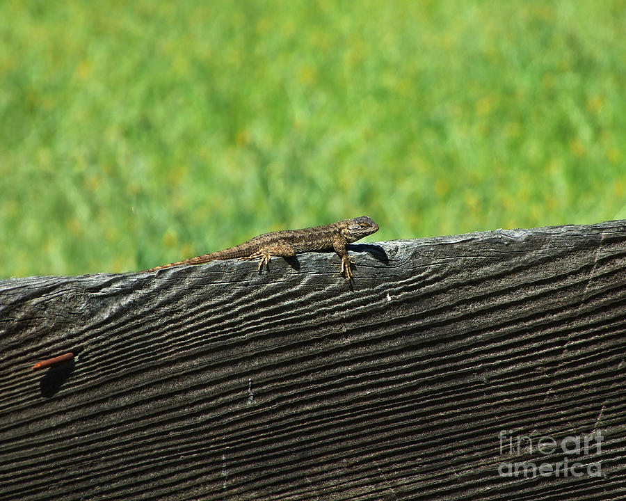 Fence Lizard Photograph by Kristen Fox