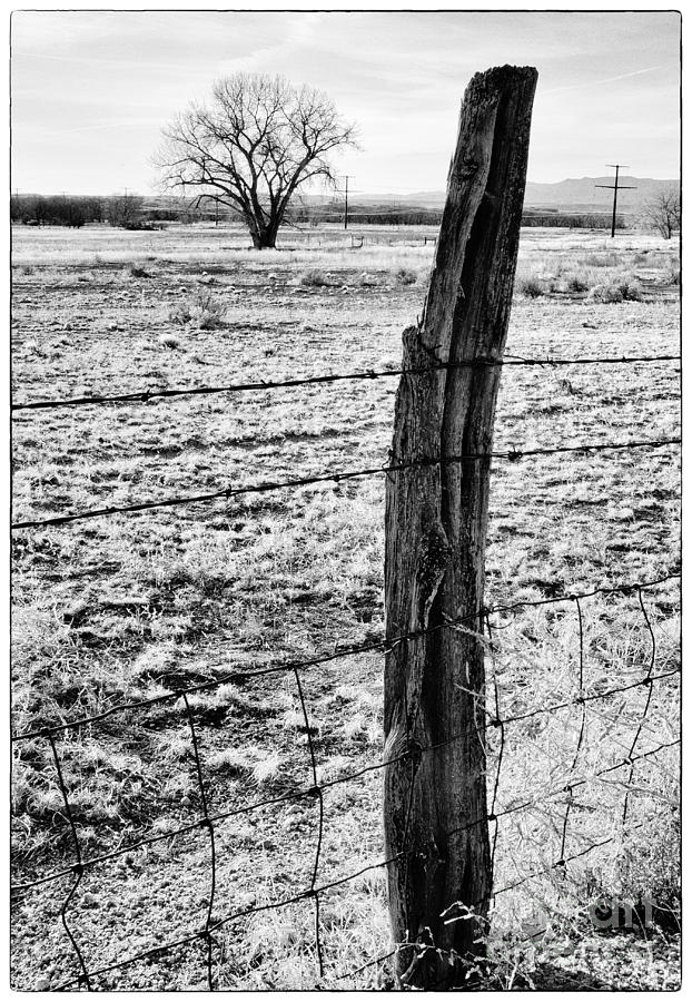 Fence Post and Tree Photograph by David Waldrop
