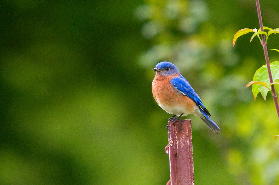 Fence Post Bluebird Photograph by Steve Stuller