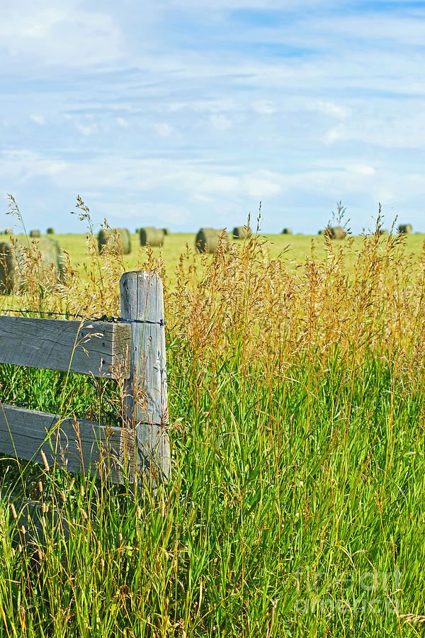 Fence Post in Alberta Field Photograph by Randy Harris