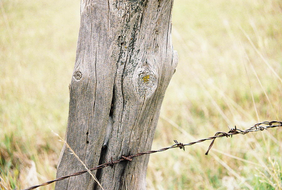 Fence Post Photograph by Trent Mallett