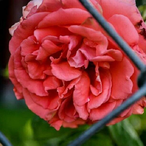 Rose Photograph - Fenced In. #fencedin #fence #fenced by Becca Watters