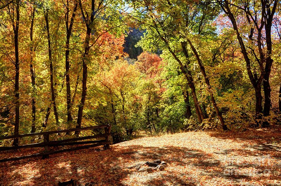 Fenced Path through Autumn Forest Blacksmith Fork Canyon Utah