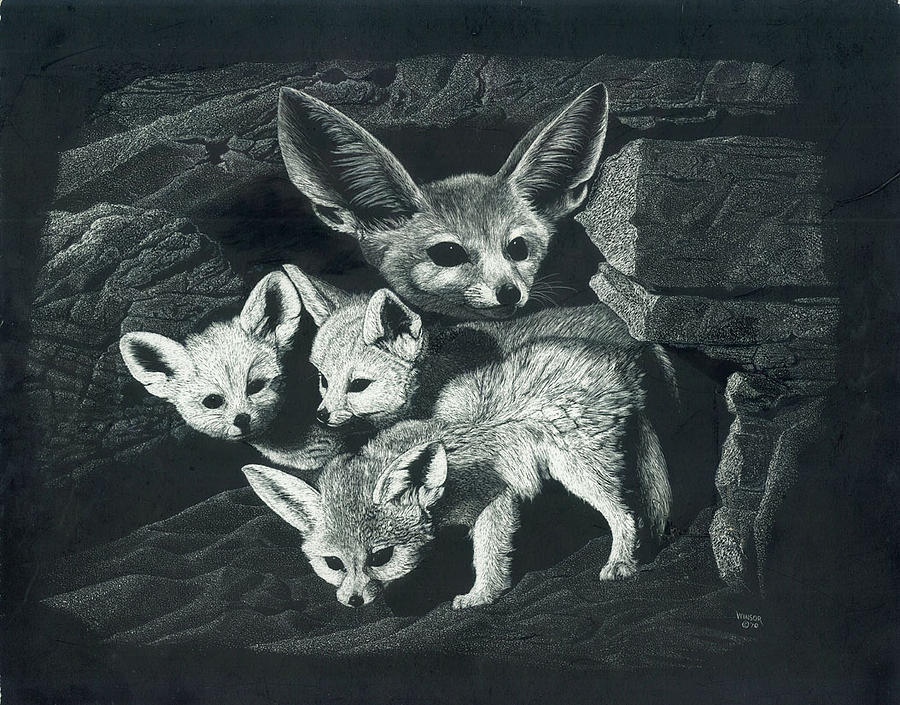 Fennec Fox Drawing by Don Winsor