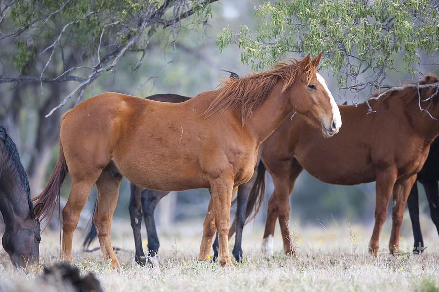 Feral Horses Photograph By B G Thomson And Photo Researchers - Fine Art ...