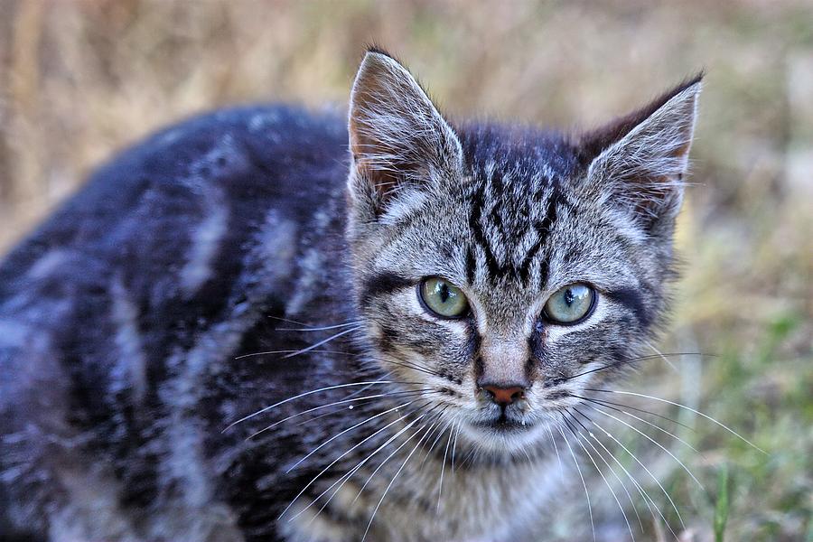 Feral Kitten Photograph by Chriss Pagani