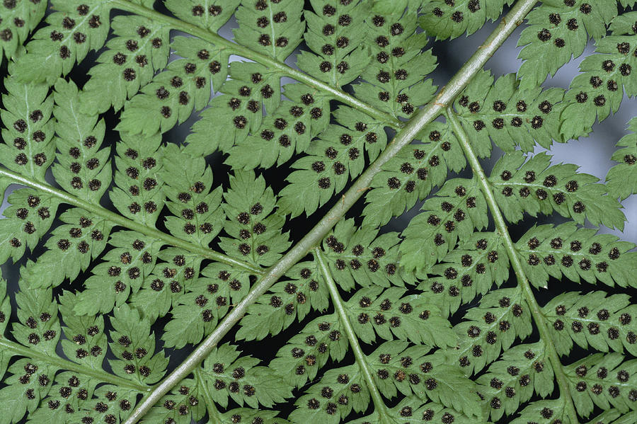 Fern Detail Showing Spore Sacks Photograph by Michael Quinton