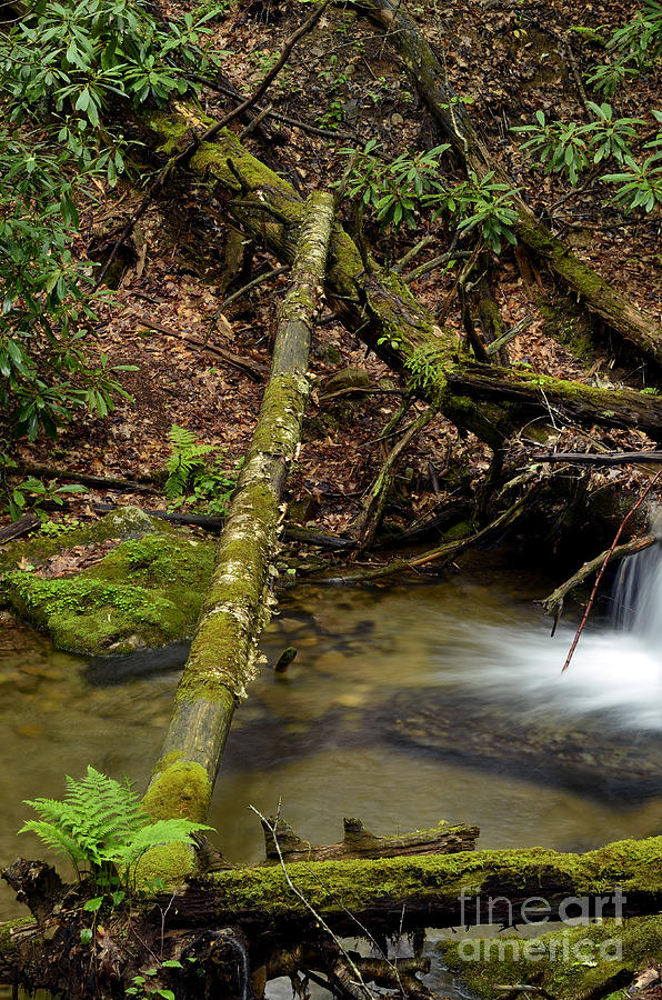 Spring Photograph - Fern Fallen Logs Mountain Stream by Thomas R Fletcher