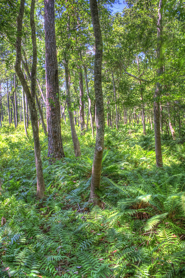 Fern Forest Photograph by David Troxel