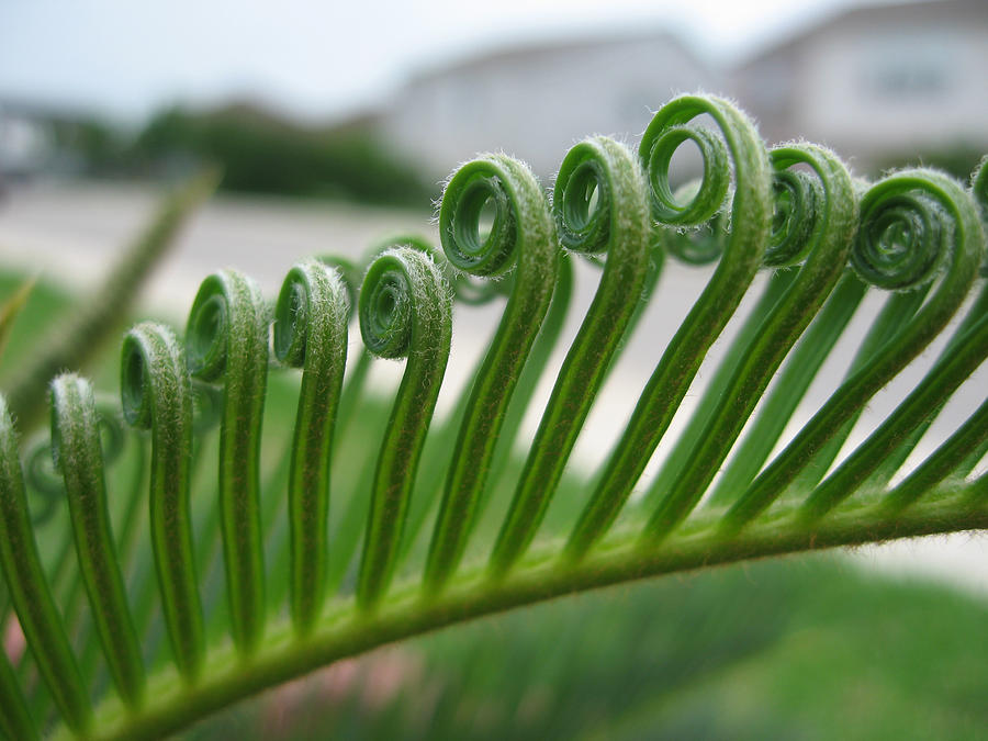 Fern Fronds Macro Photograph by Nikki Marie Smith