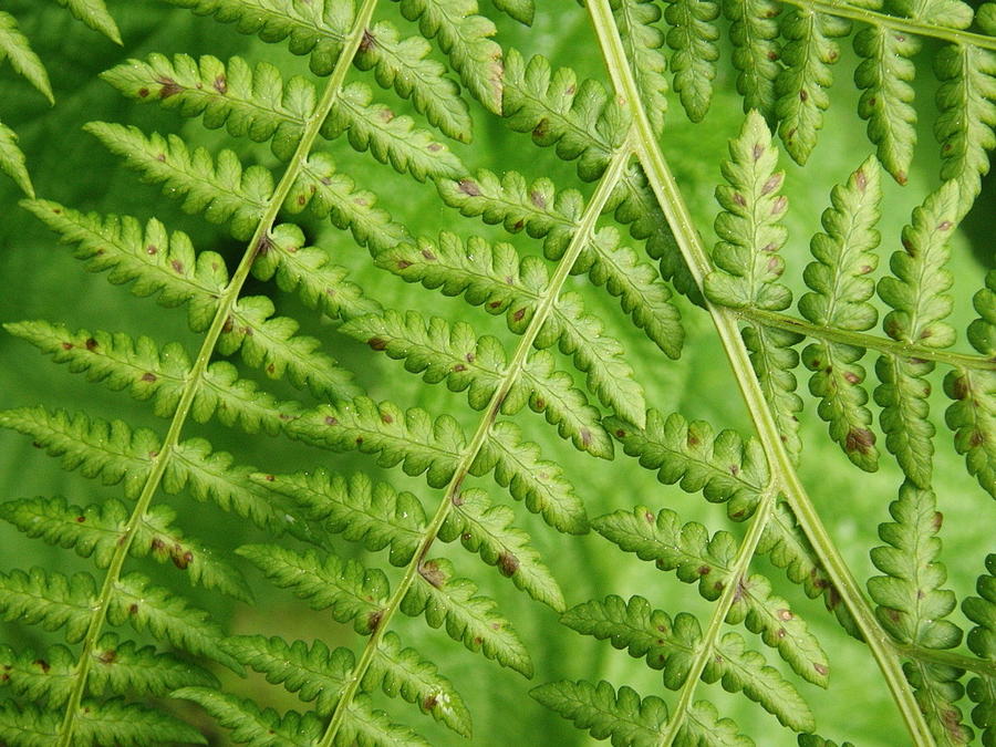 Fern Green Photograph by Cheryl Perin - Fine Art America