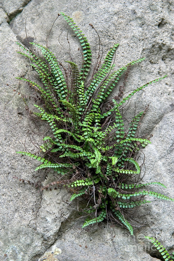 Fern Growing From Crack In Limestone Photograph by Ted Kinsman