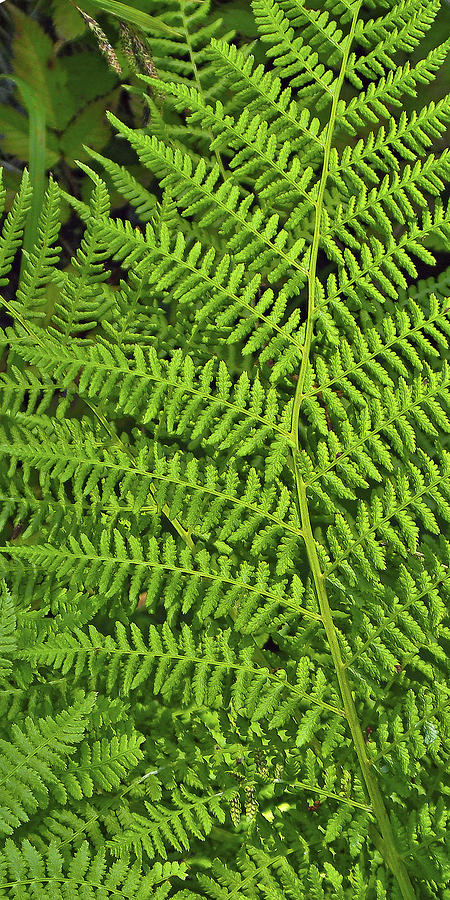 Fern Leaf Graphic Green Photograph by Forest Alan Lee