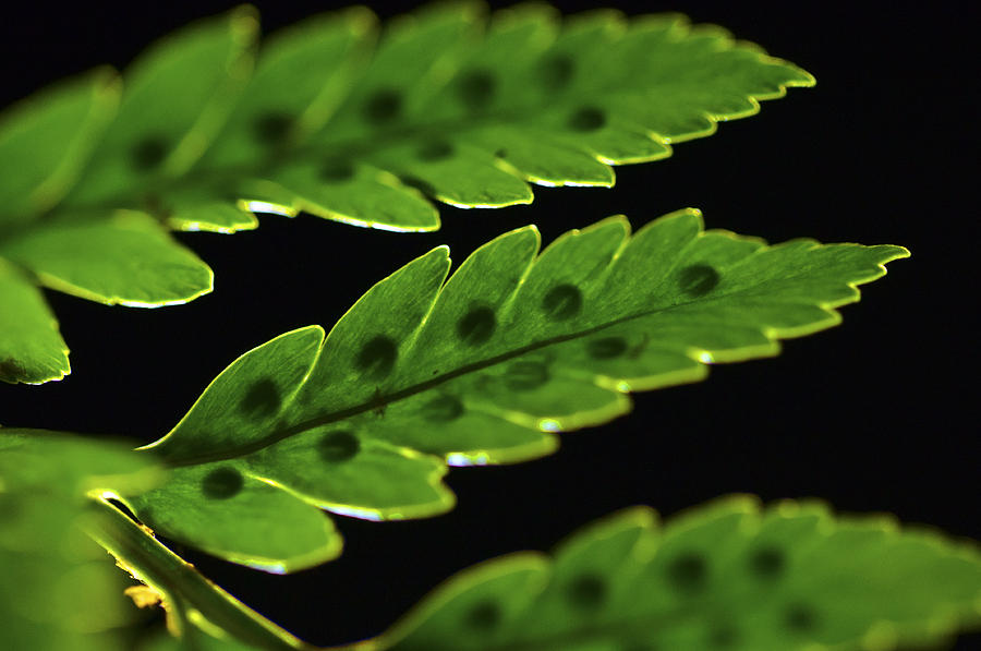 Fern Leaf Macro Photograph by Glenn Gordon
