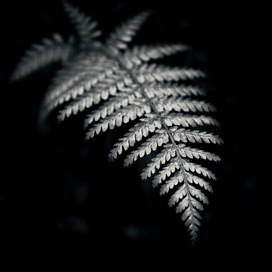 Fern On Black Background Photograph