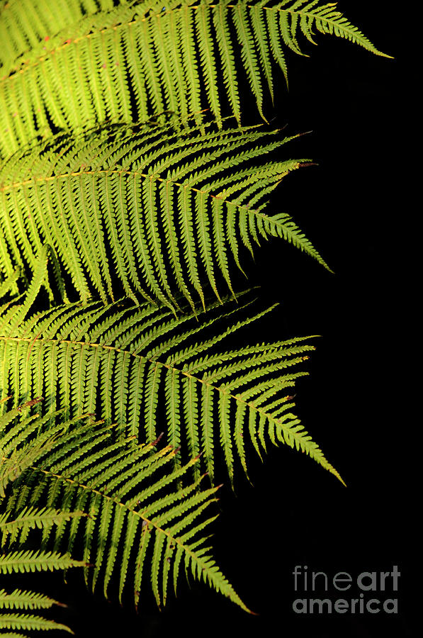 Fern Palm Photograph by Bob Christopher