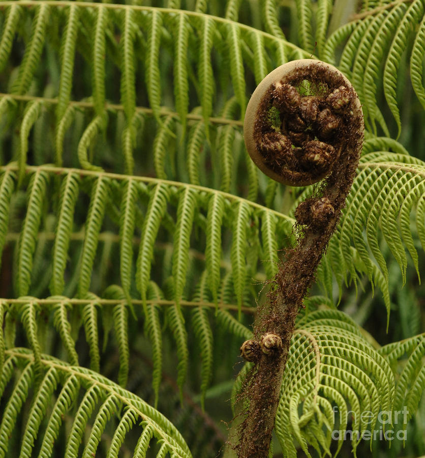 Fern Palm New Zealand Photograph by Bob Christopher