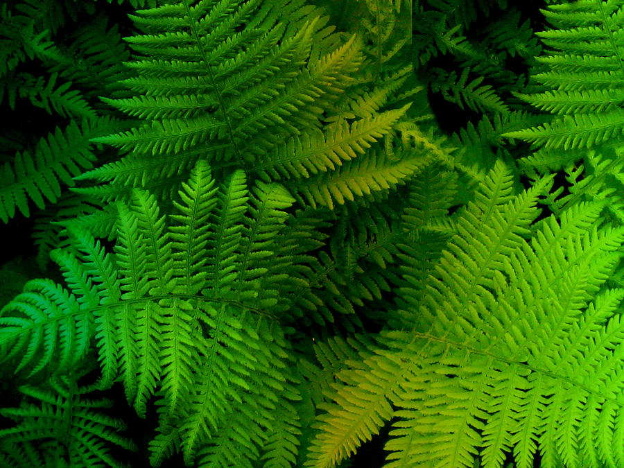 Fern Photograph by Shweta Singh - Fine Art America