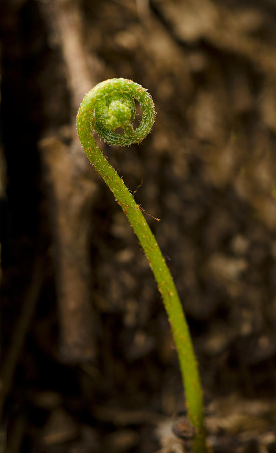 Fern Sprout Photograph by Perry Van Munster
