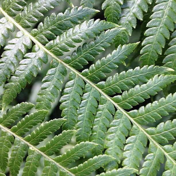 Nature Photograph - Fern by Travel Designed