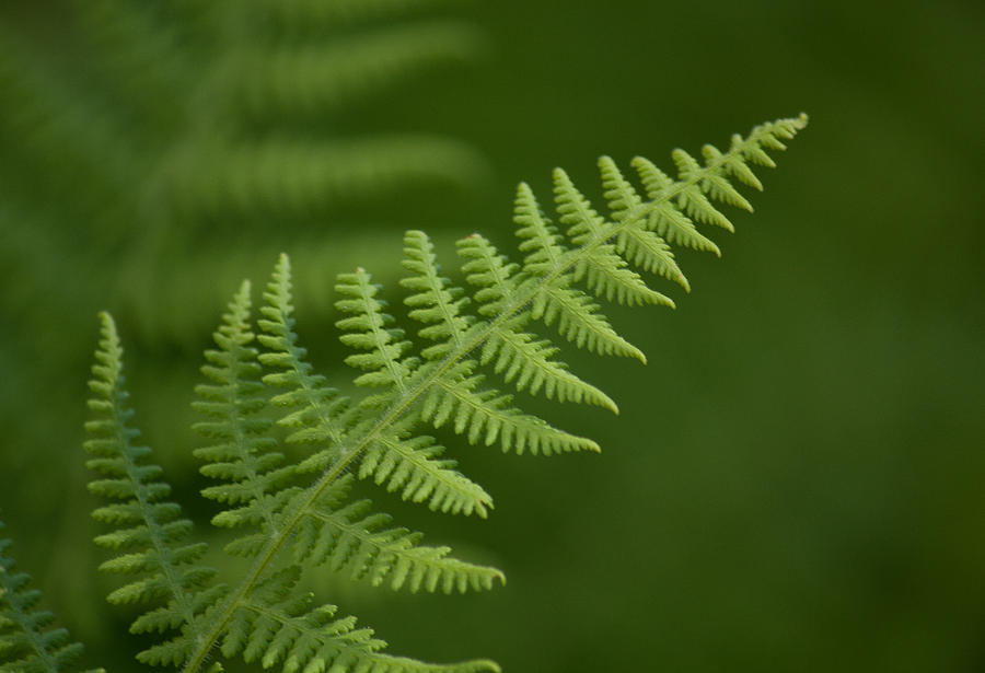 Fern Unfurled Photograph by Jessica Lowell