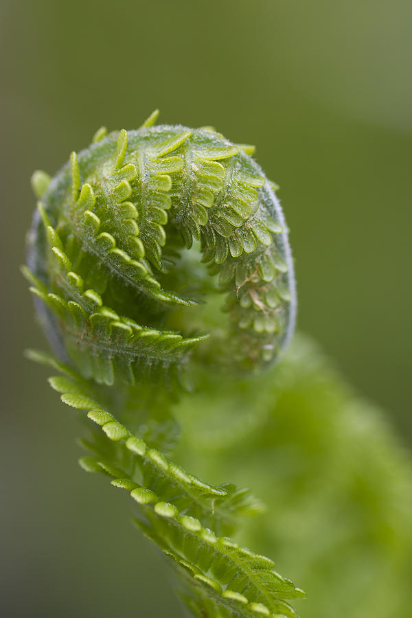 Fern Unfurling Photograph by Clare Bambers