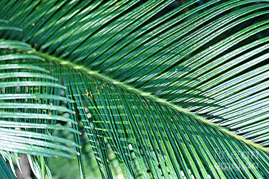 Ferns 56 Photograph By Donna Bentley - Fine Art America