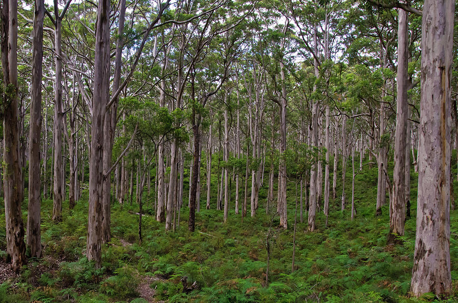 Ferns and Gum Tree Forest Leeuwin Naturaliste National Park Photograph by Harry Strharsky