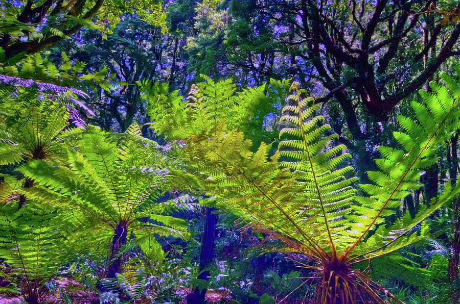 Ferns at Milford Sound Photograph by Harry Strharsky