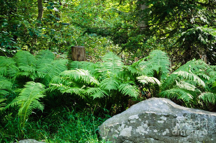 Ferns at the edge of the woods by Anne Boyes Ferns at the edge of the woods by Anne Boyes