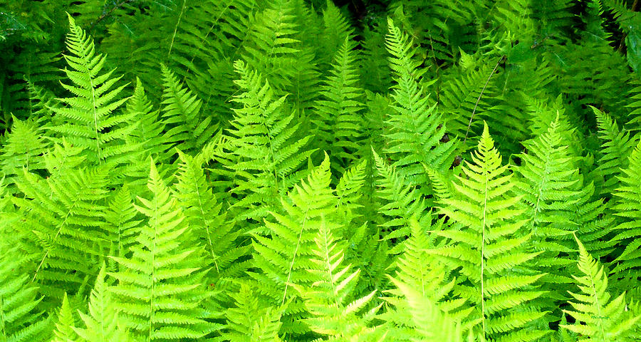 Ferns Galore filtered Photograph by Duane McCullough