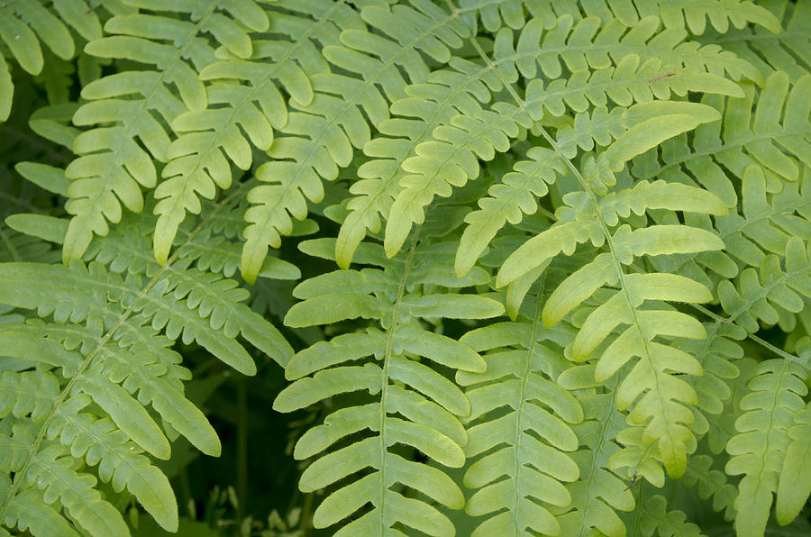 Ferns Photograph by Grease and Concrete - Fine Art America